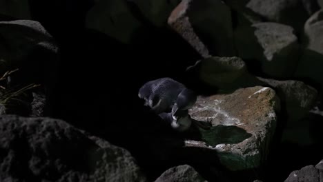 little blue penguin or korora mating basalt black rock in timaru new zealand