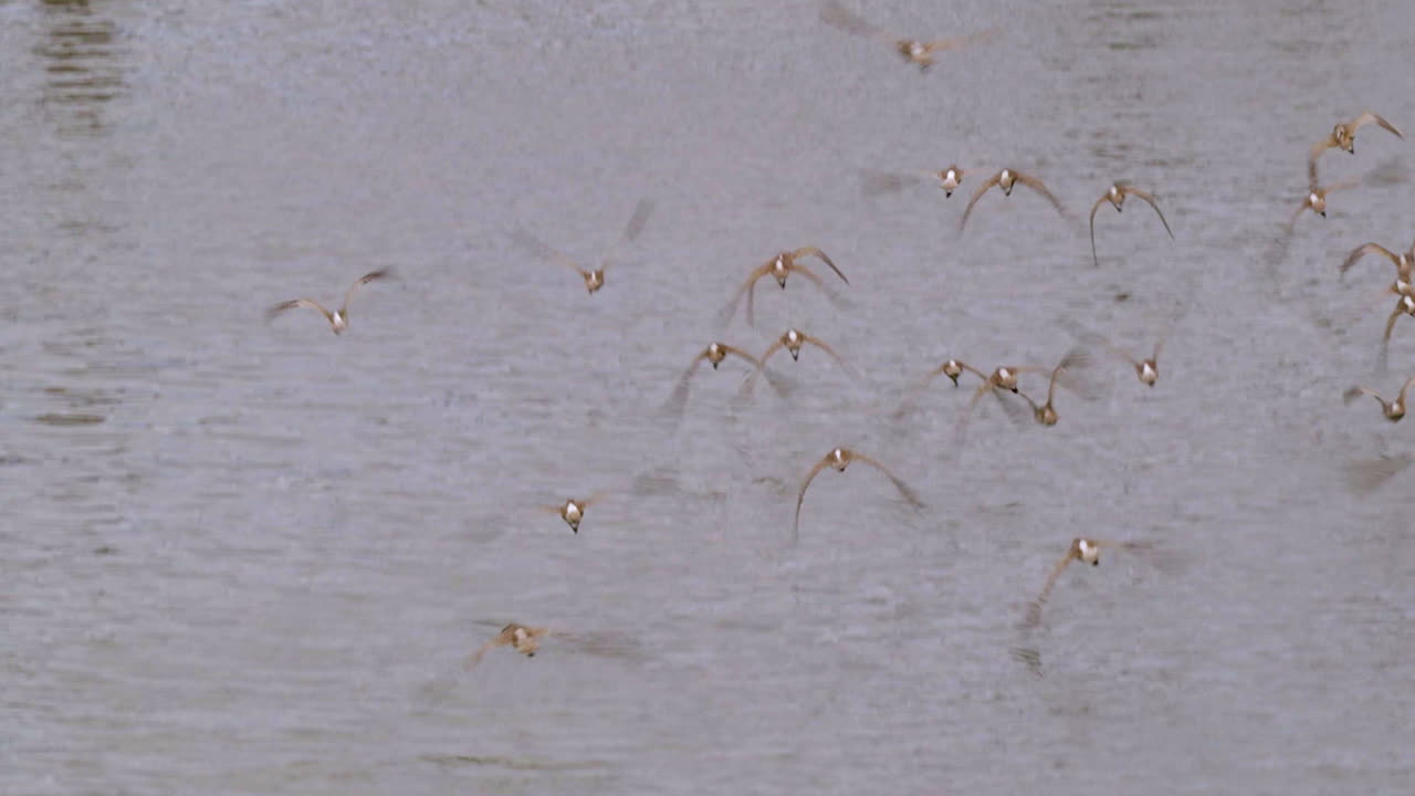 콘크리트 다리 아래에서 강 위를 날아다니는 아름다운 새 떼 - 가까이