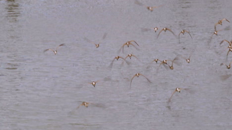 una hermosa bandada de pájaros whimbrel volando sobre el río, debajo de un puente de hormigón - cerrar