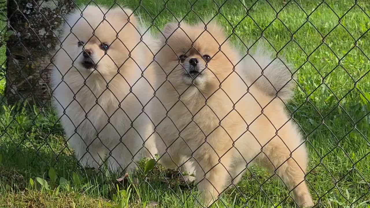 Two cute fluffy puppy's are barking behind fence