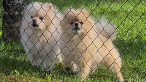 Two-cute-fluffy-puppy's-are-barking-behind-fence