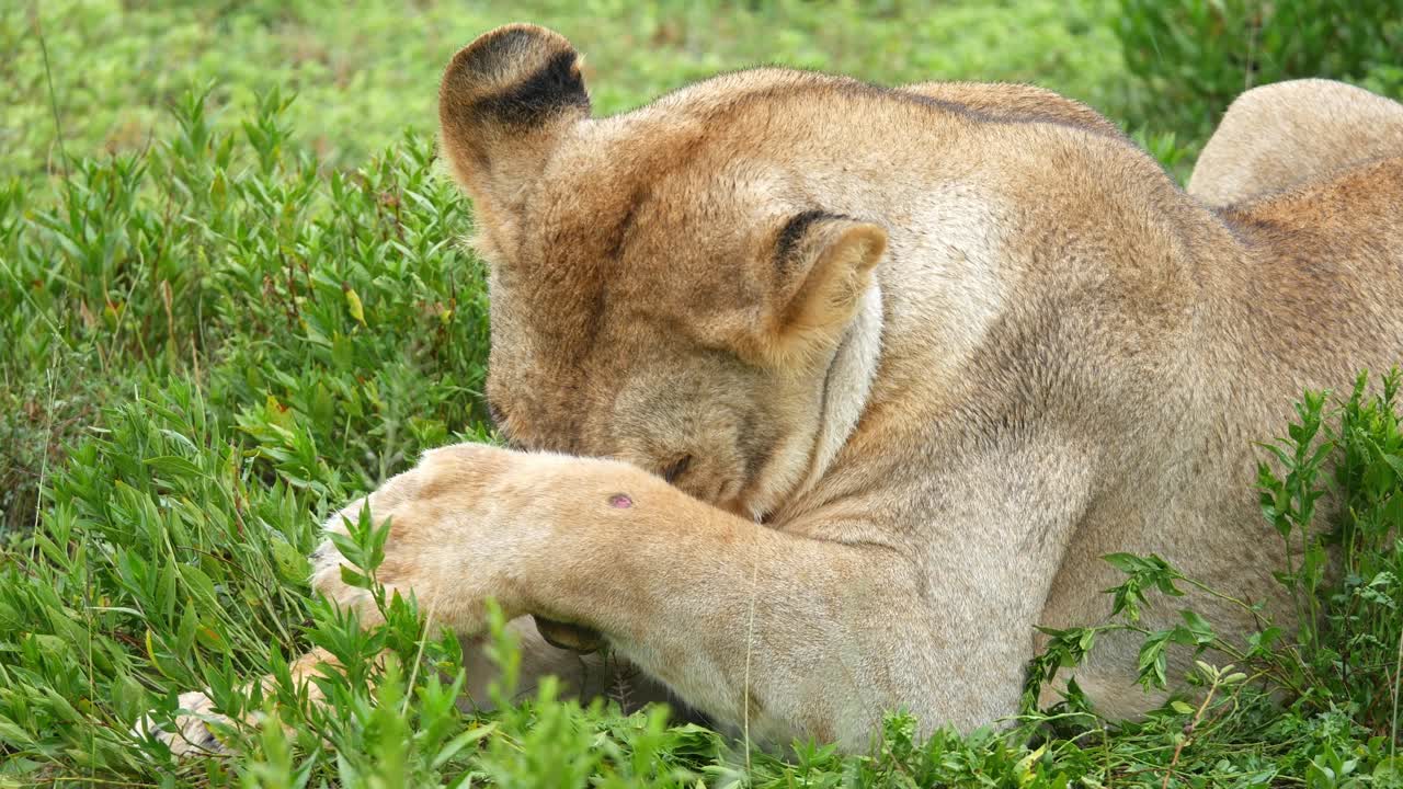 A lion in Tanzania covers its face with a paw while lying in the grass