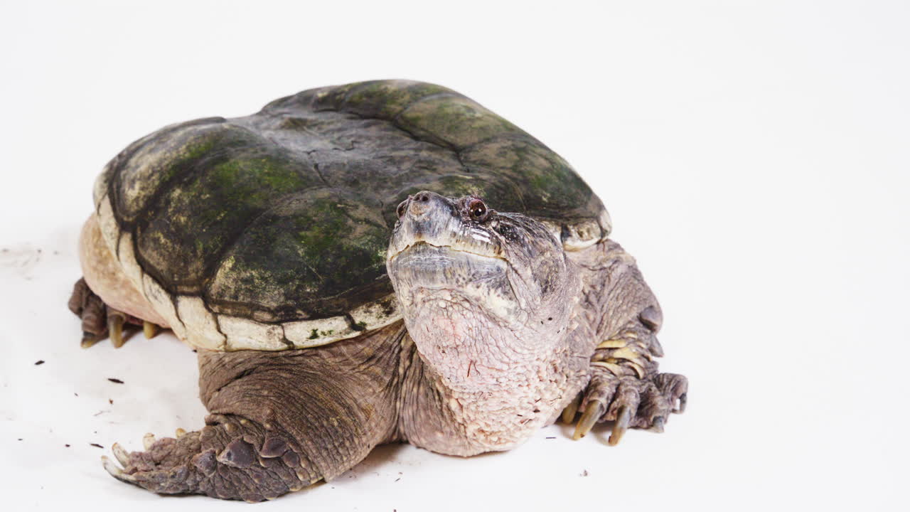 Large snapping turtle on a white background posing