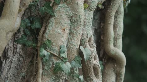 Tree-trunk-wrapped-by-many-climber-plant-brunches-looking-like-veins,-close-up,-pedestal-shot