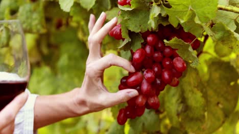 una viticultora tocando las uvas rojas