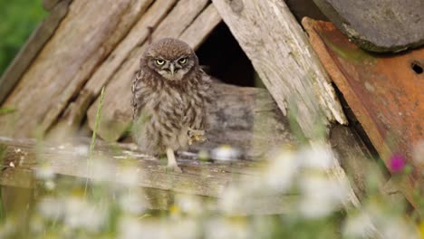 owl scratching its head using its talons, static