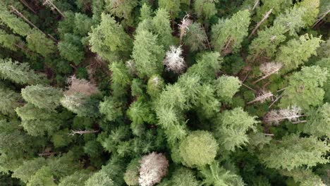 4k drone shot of an old-growth forest near port renfrew, british columbia