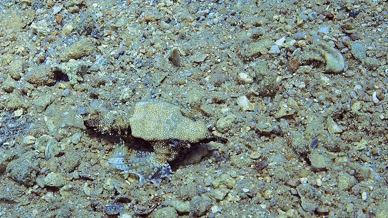 A strange looking tropical fish swimming right above the seabed.