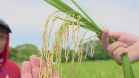 close up shot of hand holding yellowed rice grains