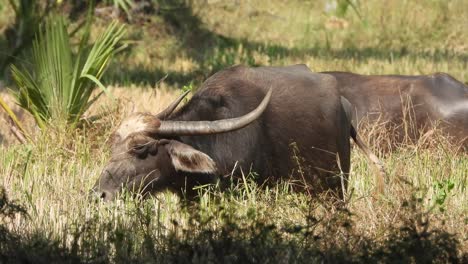 Buffalo---food---grass---meat-