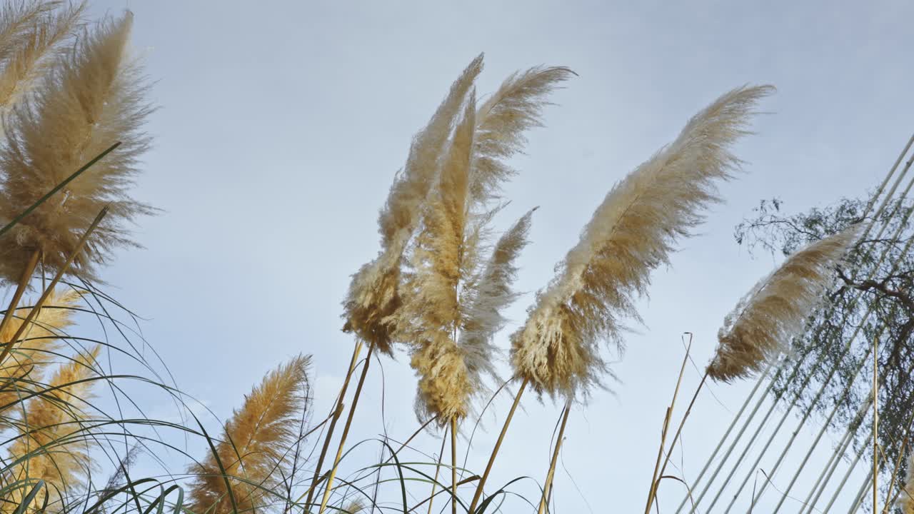 Hvide pampasgræsser i slowmotion, Cortaderia selloana, svajer i vinden med en klar himmel i baggrunden, hvilket fremhæver den naturlige elegance og teksturdetaljerne