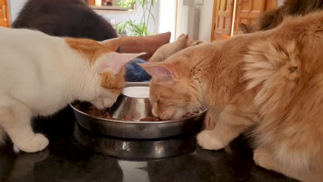 group of maincoon cats eating all together from the same bowl