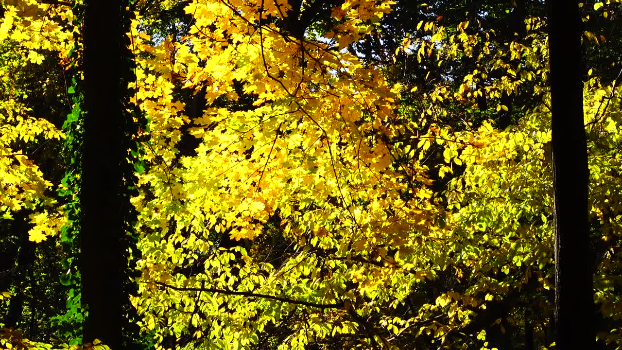 Autumn trees in October