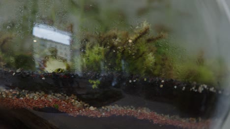 floral workshop with the tiny ready-made ecosystems in the terrariums trucking close-up shot right