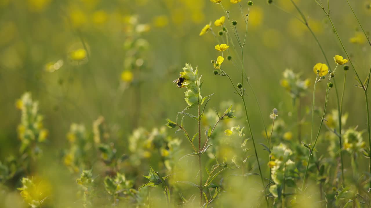 Chocalhos-amarelos sendo polinizados por abelhões, flores silvestres herbáceas, ângulo baixo.