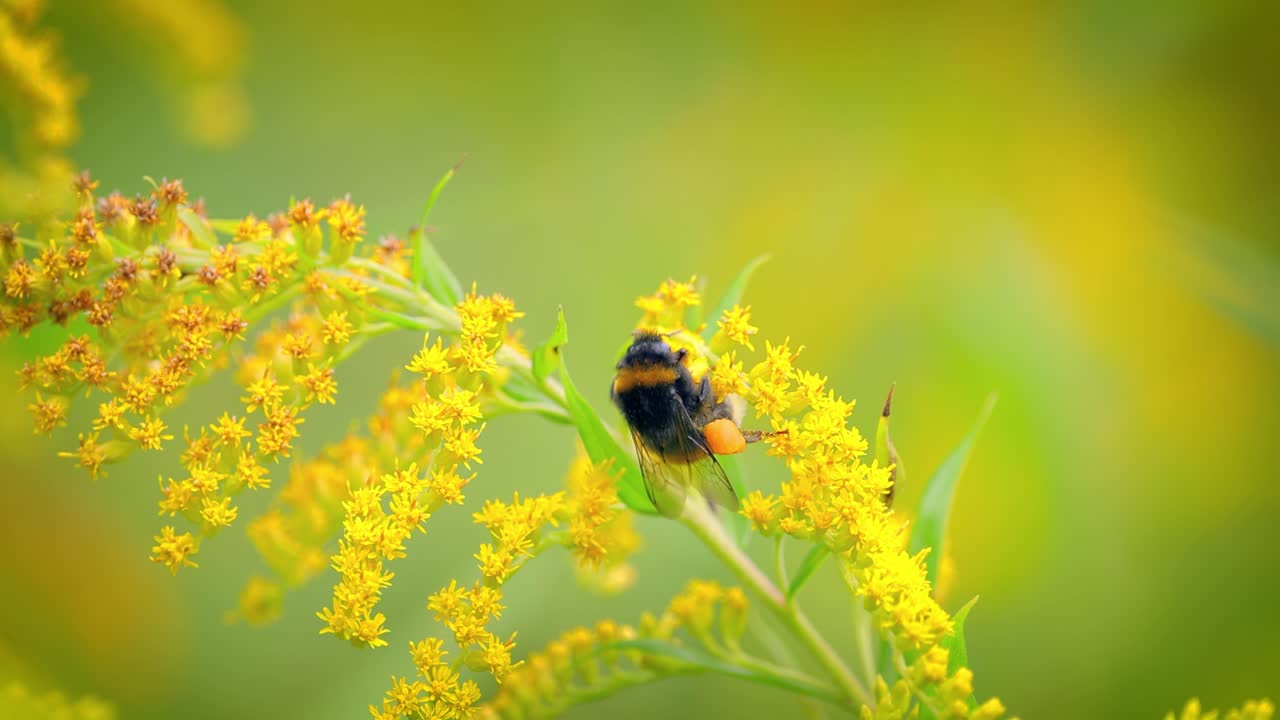el abejorro peludo polinizando y recolectando néctar de la flor amarilla de la planta