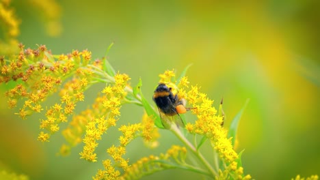 Zottelige-Hummel-Bestäubt-Und-Sammelt-Nektar-Aus-Der-Gelben-Blüte-Der-Pflanze