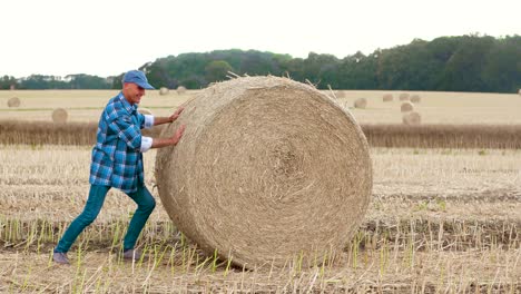 smiling farmer rolling hay bale and gesturing in farm