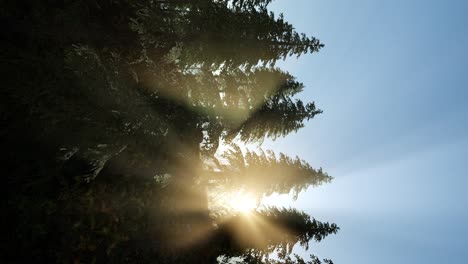 Sun-Beams-through-Trees