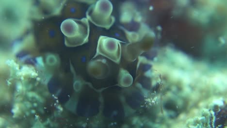 Dendrodoris-Denisoni-Nacktschnecken-Bewegen-Langsam-Nashörner,-Die-Wasser-Bewegen