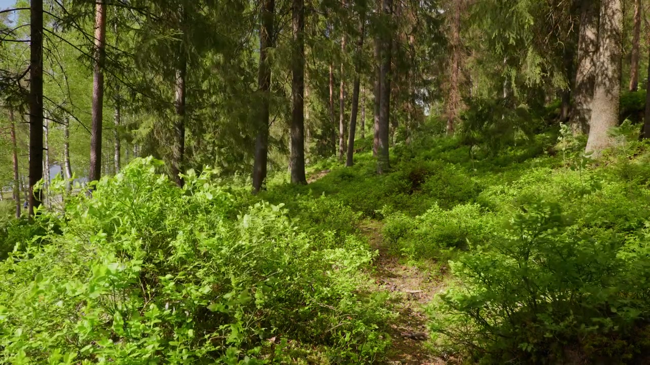 Un sentiero stretto si snoda attraverso una foresta soleggiata con un fitto fogliame verde. Ideale per documentari sulla natura o contenuti di viaggio