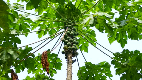 pájaro colorido buscando comida en un árbol de papaya, moviéndose en el viento, en un bosque tropical panameño