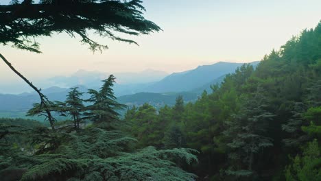 無人機飛行在山坡上的森林中穿過香柏樹枝