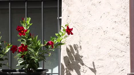 red flowers in a pot on window sill