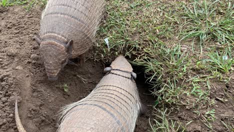 Two-armadillos-digging-together---mating-season-in-Brazil---six-banded-armadillo