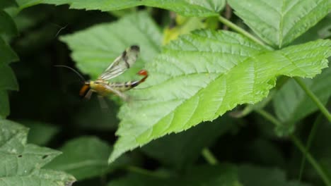 scorpionfly insect flying away from green leaf in forest,close up shot