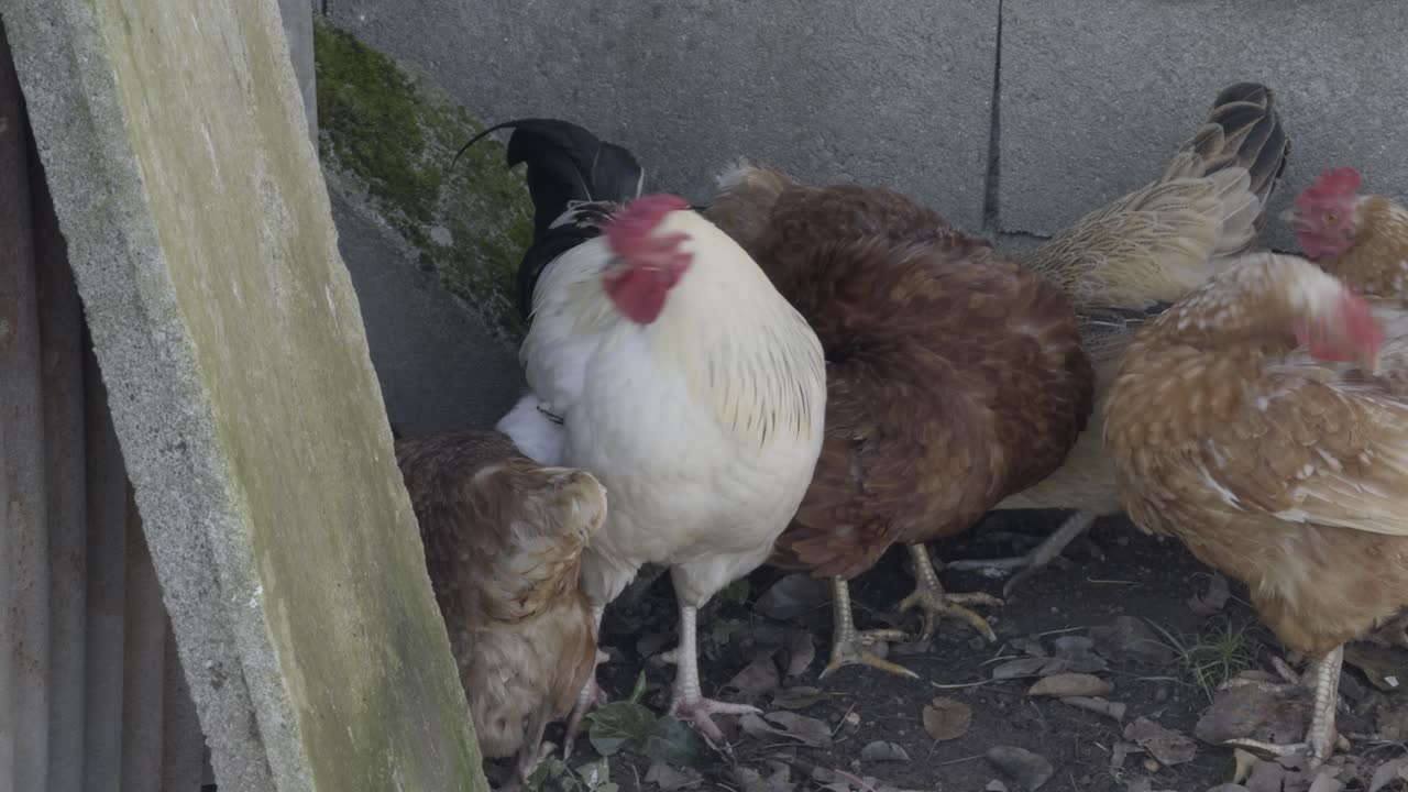 bonito gallo blanco y negro con gallinas marrones en un patio rural