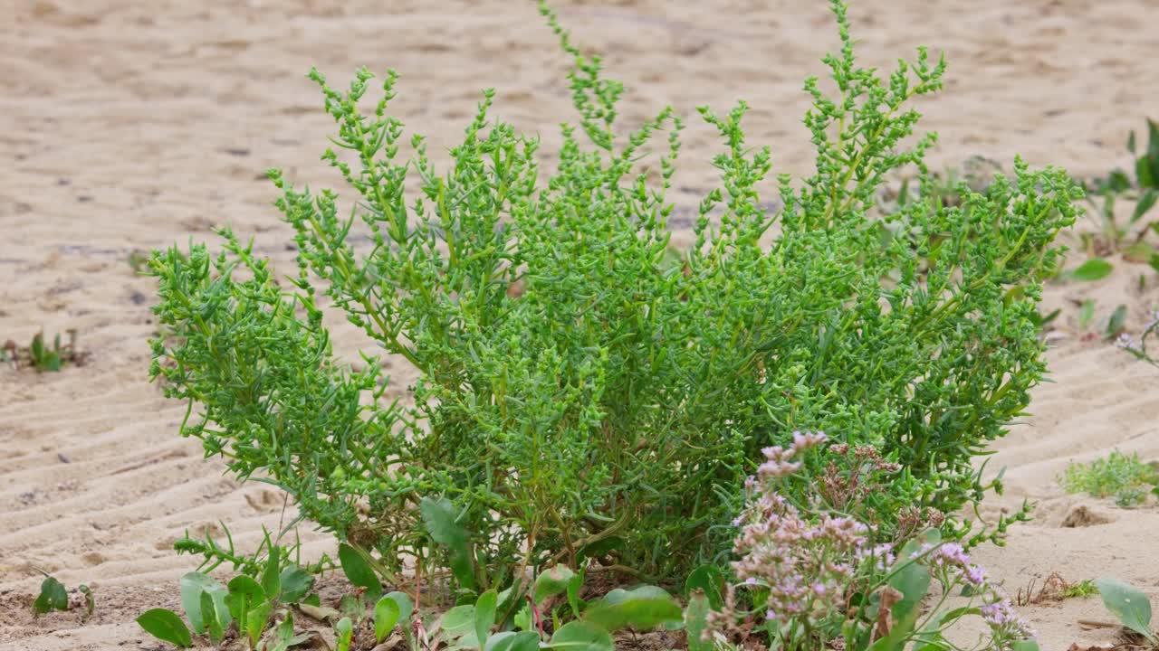 sueda maritima es un arbusto verde en la playa, un primer plano del árbol de sueda maritime en la arena
