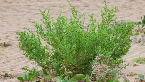 Sea-Blite-Suaeda-maritima-is-green-strub-on-beach,-Close-up-of-Suaeda-maritima-tree-on-the-sand