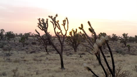 joshua tree sunset landscape