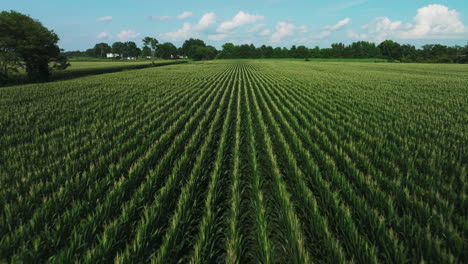 flying over the young crops of maize in the plantation