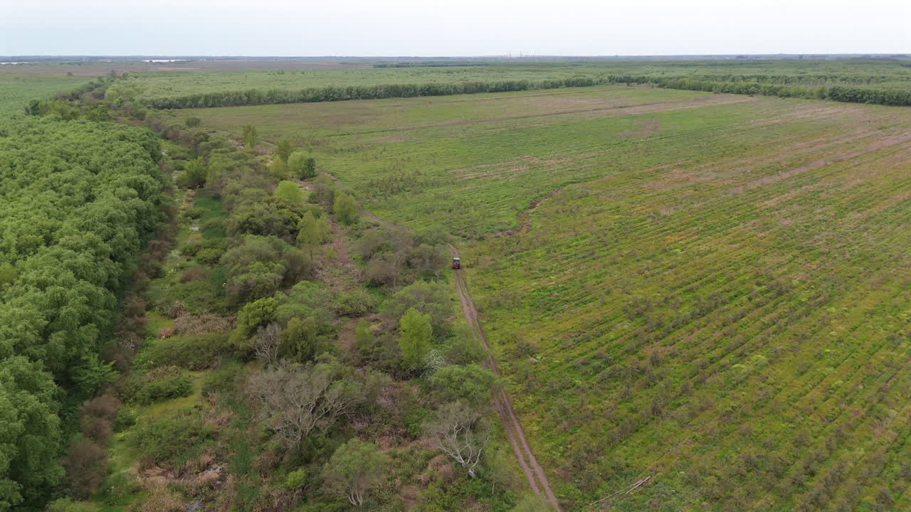 Tractor drives down a dirt track and green fields on eucalyptus plantation