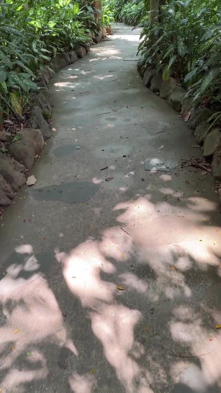 Walking Along a Stone Path in a Lush Tropical Garden