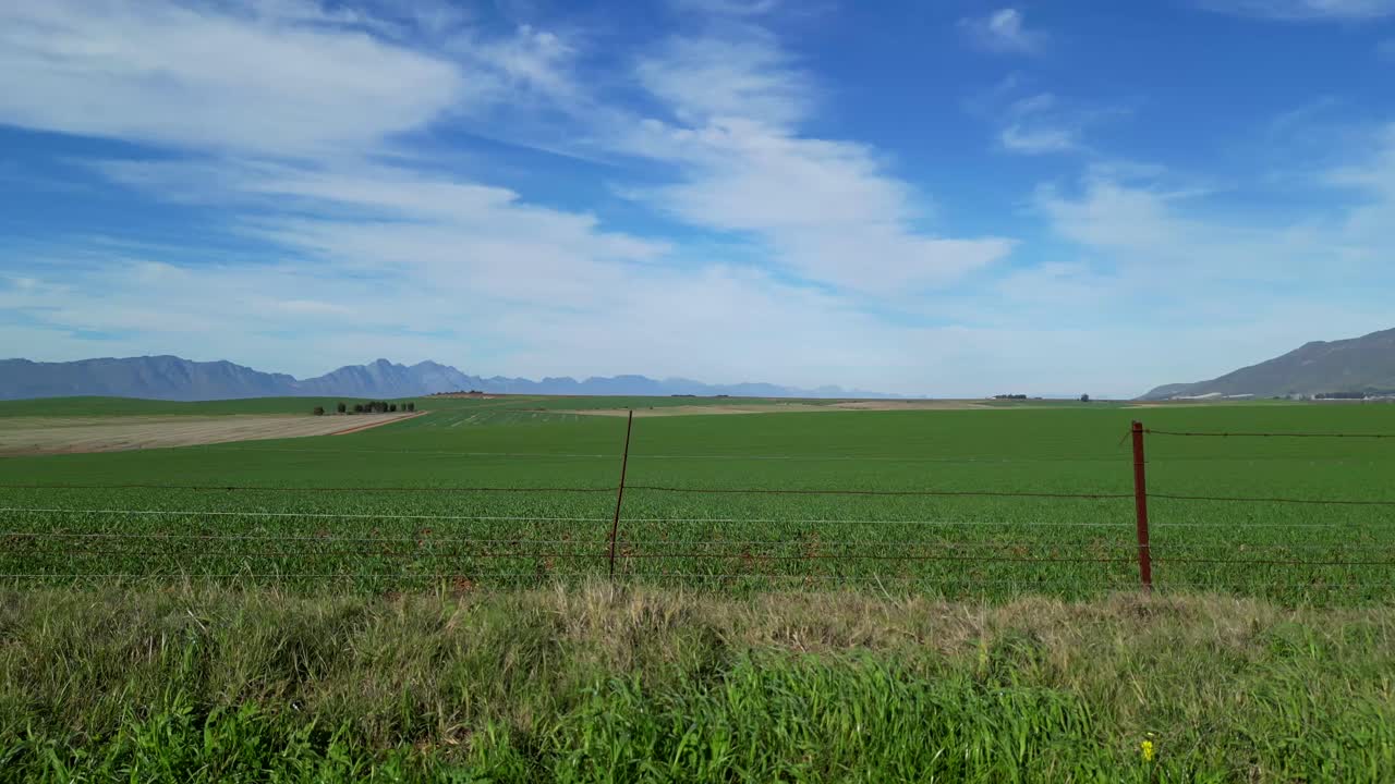 Driving along a farm road with wheat fields.