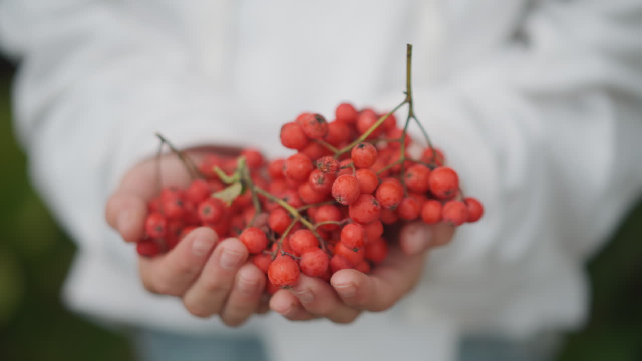 Manos caucásicas ahuecando bayas rojas de serbal, un vendedor adulto presenta la cosecha, palmas ahuecadas llenas de racimos, manga de suéter blanco, fondo de jardín borroso, ambiente cálido de mercado, abundancia ofrecida a la venta.