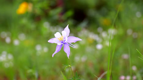 Colorado-Akelei-Blau-Lila-Wildblumen-Nach-Bewölktem-Regen-Am-Frühen-Morgen-Gelbe-Weiße-Blumen-Immergrüne-Wiese-Wald-Bergseite-Rocky-Mountains-Filmischer-Schwenkschieber-Nach-Links