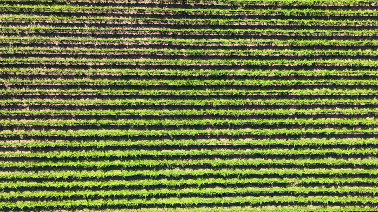 Top-down aerial drone shot of green grapevine rows in Canberra, Australia, under bright daylight