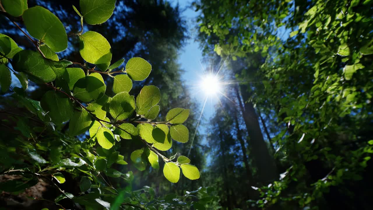 Vibrant Green Leaves Under a Clear Blue Sky with Sunlight Streaming Through Lush Forest Canopy, Capturing the Essence of Nature's Beauty and Serenity in Every Frame