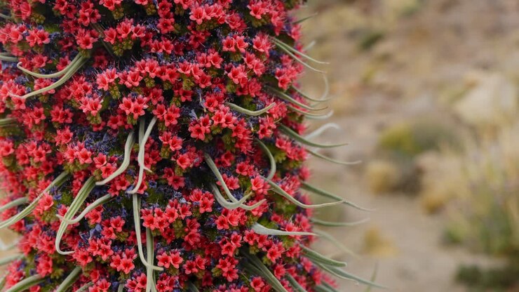 Fiori di Echium wildpretii in fioritura sul paesaggio vulcanico di Tenerife.