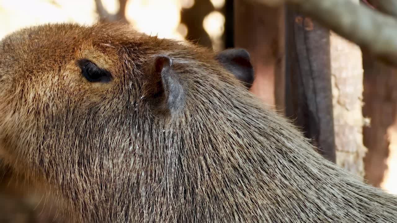 자연 서식지 에서 조용히 관찰 되는 카피바라