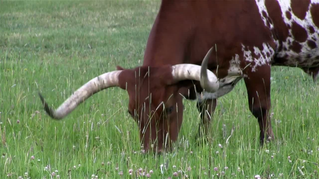 텍사스 롱혼 암소가 들판에서 풀을 뜯고 있다