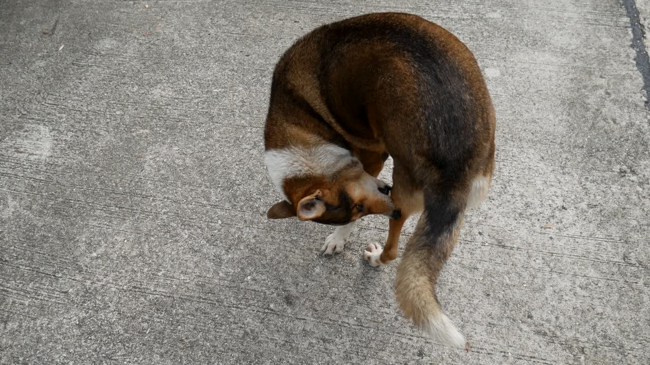 태국의 길거리 개