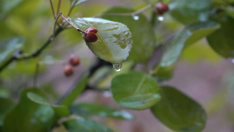 Wasserregentropfen-Mit-Frischem-Grünem-Blatt-Für-Naturhintergrund-Des-Nahen-Tautropfenfalles-Vom-Blatt-P2