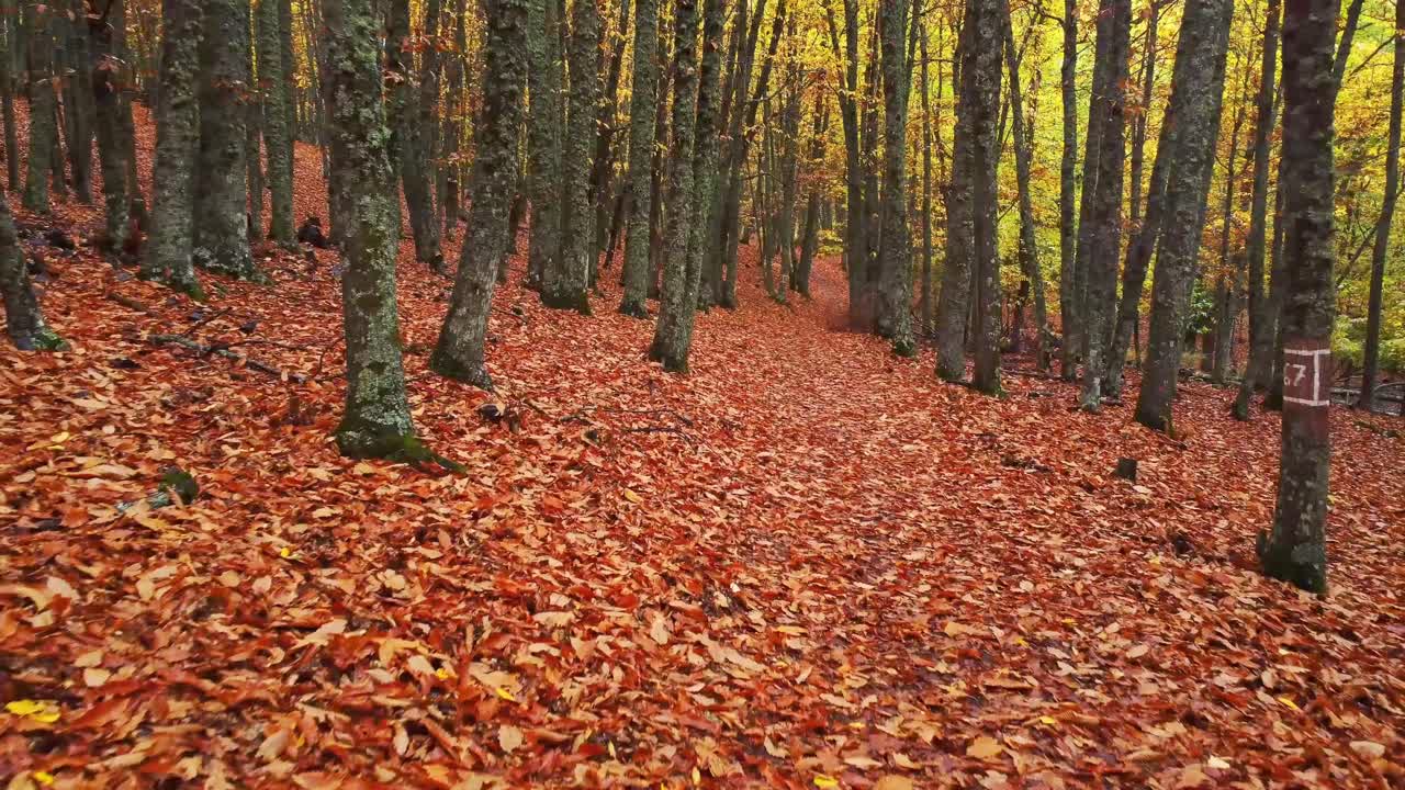 가을의 숲에서 바람이 불는 날