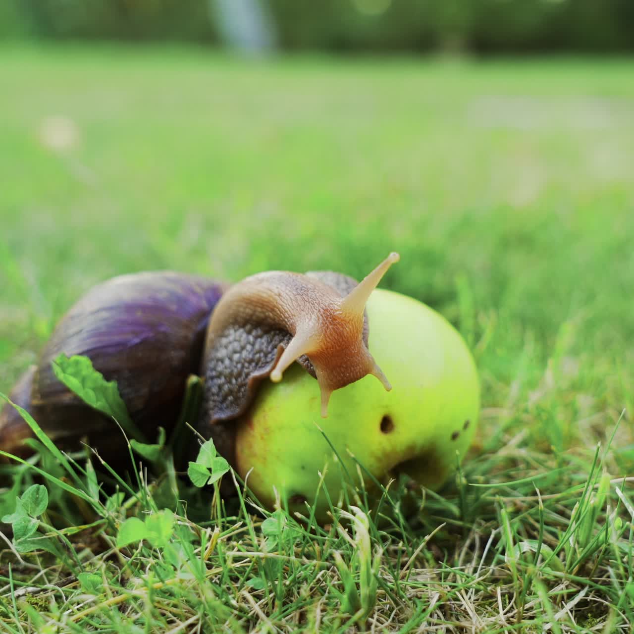 Big brown snail slowly slowly crawls over the apple. Large African snail Achatina Fulica.