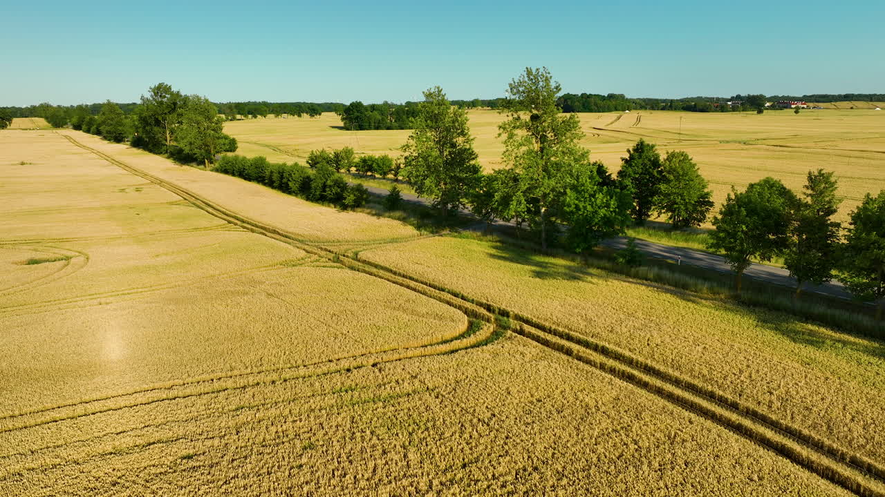 Aerial view of a vast golden wheat field with a single road lined with trees cutting through the landscape on a clear, sunny day